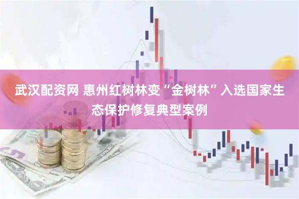 武汉配资网 惠州红树林变“金树林”入选国家生态保护修复典型案例